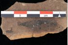 Foto (Detailansicht) von Sphaeria palaeolentisti Ettingshausen (NHMW-GEO-2024-0188-0047)